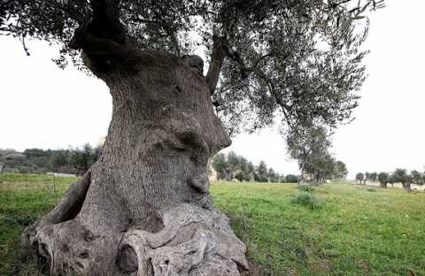 "Ulivo pensante": ecco la fotogallery del tesoro nascosto nelle campagne di Ginosa